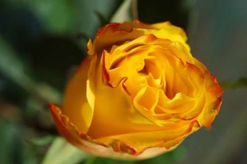 Rose Yellow Blossom Bloom Macro Beautiful