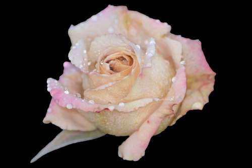 Rose Flower Nature Pink Rose