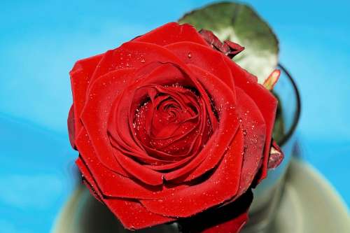 Rose Red Blossom Bloom Romance Beautiful