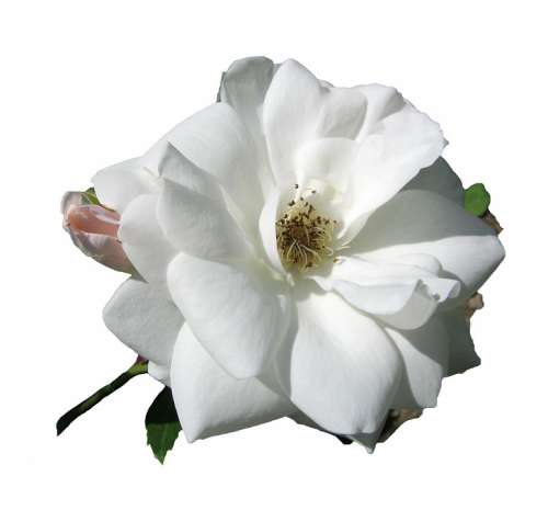 Rose White Blossom Bloom Bloom Blossom Open
