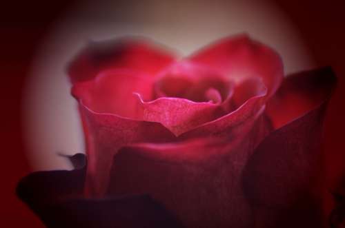 Rose Flower Red Rose Fragrance Rose Bloom Romance