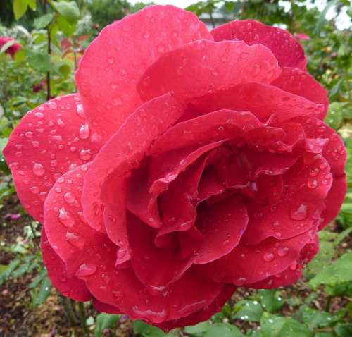 Rose Wet Roses Flora Flower Macro Flowers Bloom