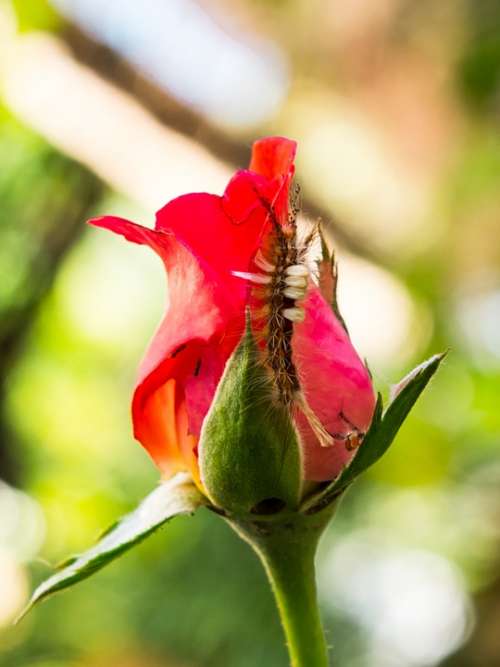 Rose Flower Blossom Bloom Red Small Caterpillar