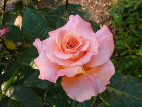 Rose Rose Bloom Blossom Bloom