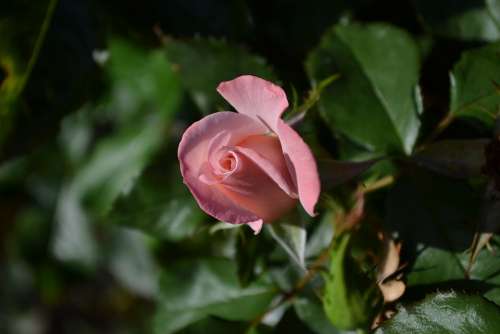 Rose Pink Mary Mackillop Rose Bud Flower Opening