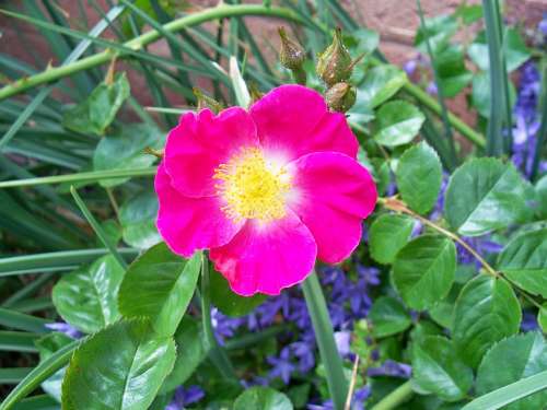 Rose Single-Petal Pink Cerise Bush Floribunda