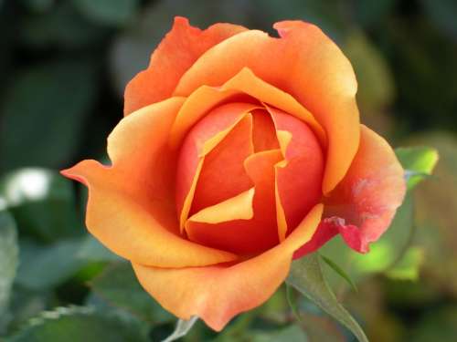 Rose Flower Macro