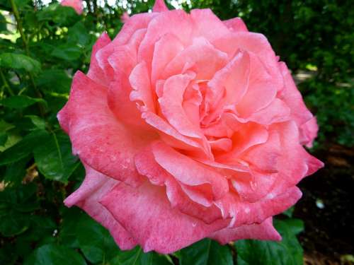 Rose Flora Flower Nature Pink Fragrance Beauty