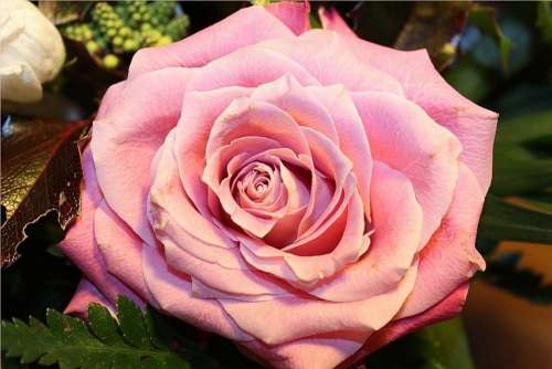 Rose Roses Blossom Bloom Flowers Close Up Flower