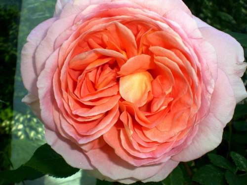 Rose Roses Flowers Fragrance Rose Bloom Beauty