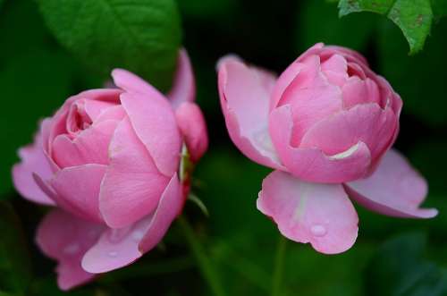 Rose Rosaceae Flower Pink Garden Blooming Thorny