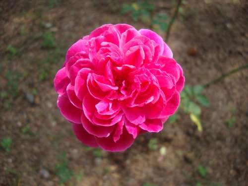 Rose Bloom Fragrance Beautiful Blossom