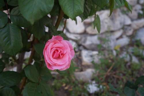 Rose Flower Roses Flora Nature Macro Pink Bloom