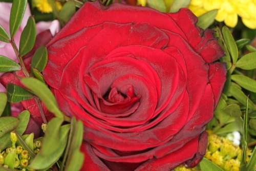 Rose Red Rose Bloom Valentine Love Bouquet
