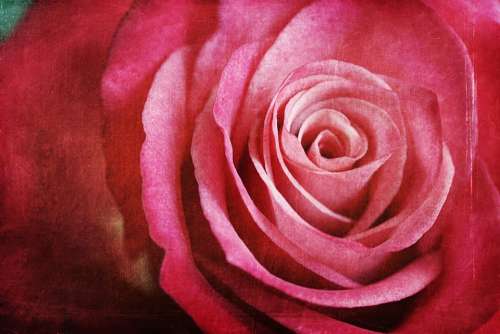 Rose Pink Close-Up Grunge Flower Blooms