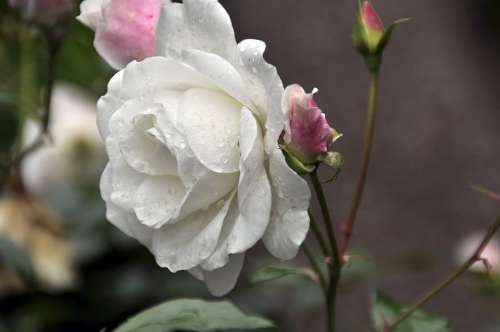 Rose Blossom Bloom Flower