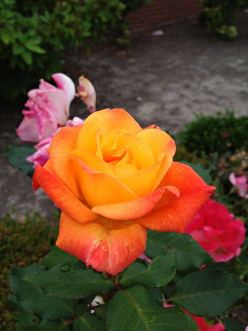 Rose Orange Flower Bloom Beauty Flora