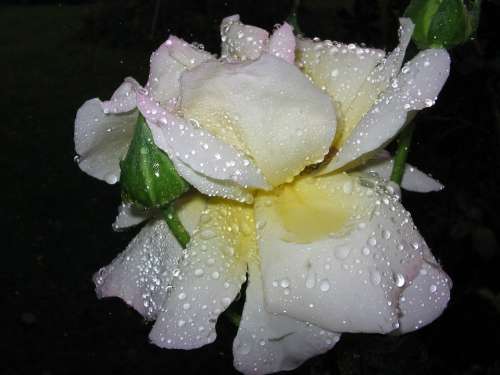 Rose White Water Drip Drop Of Water Rain