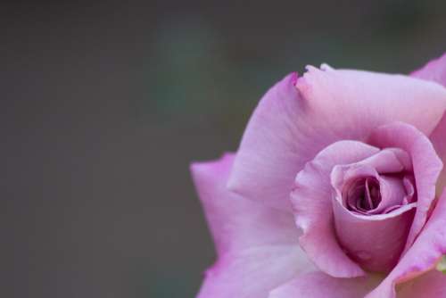Rose Flower Plant Pink Botany Petal Spring