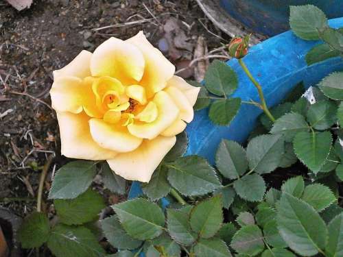 Rose Yellow Flowers Potted Plants Rose Garden
