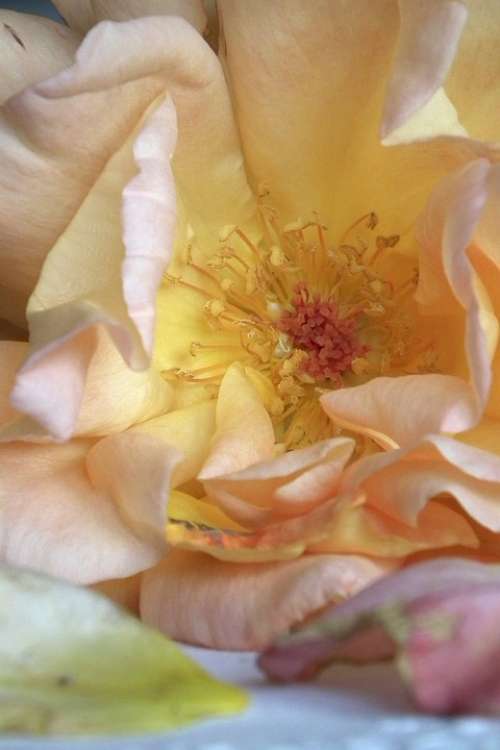 Rose Flower Romantic Tender Vintage