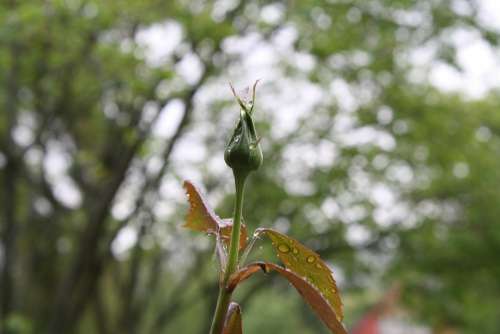 Rose Plant Bud Nature Close Up