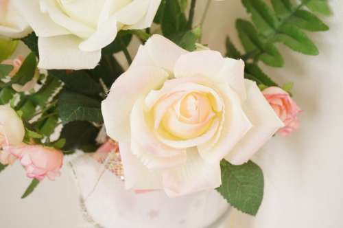 Rose Rosaceae Pink White