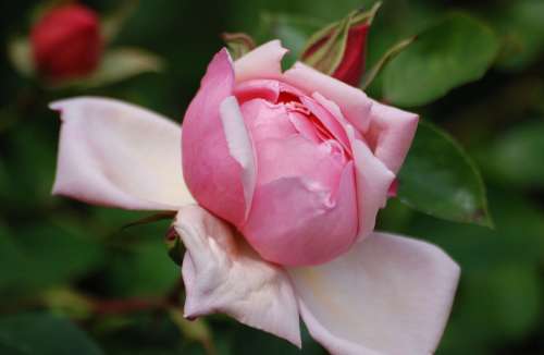 Rose Flower Bloom Pink Petals Plant Beautiful