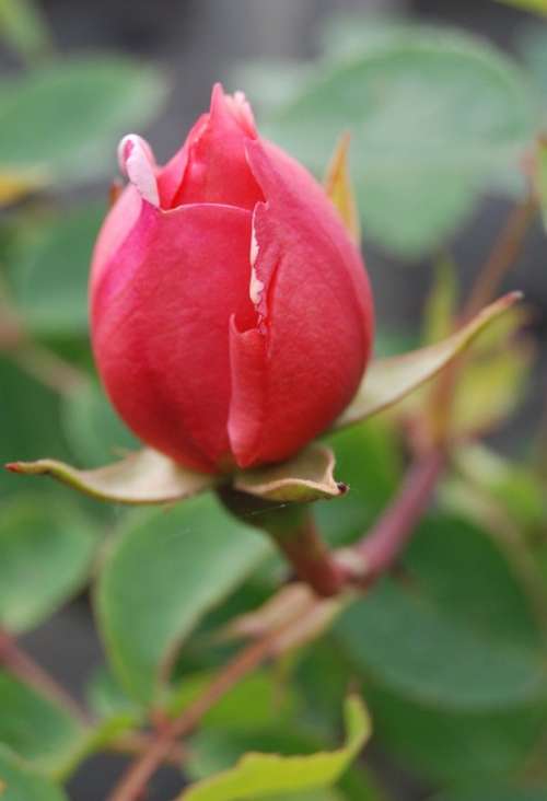 Rose Bud Flower Red Bloom