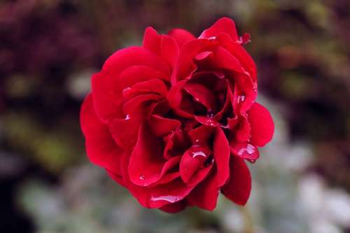 Rose Blossom Bloom Red Rain Isolated Decorative