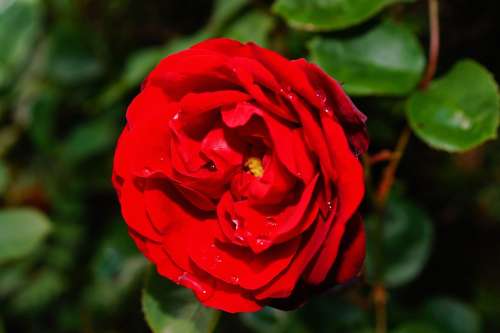 Rose Flowers Blossom Bloom Romantic Red Love