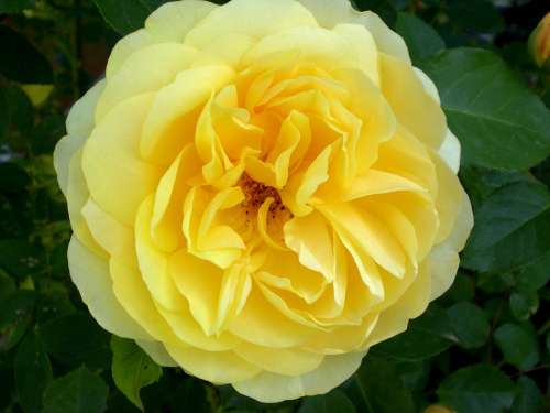 Rose Roses Fragrance Beautiful Rose Bloom Yellow