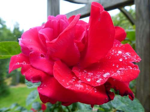 Rose Red Moist Dew Drip Romantic Blossom Bloom