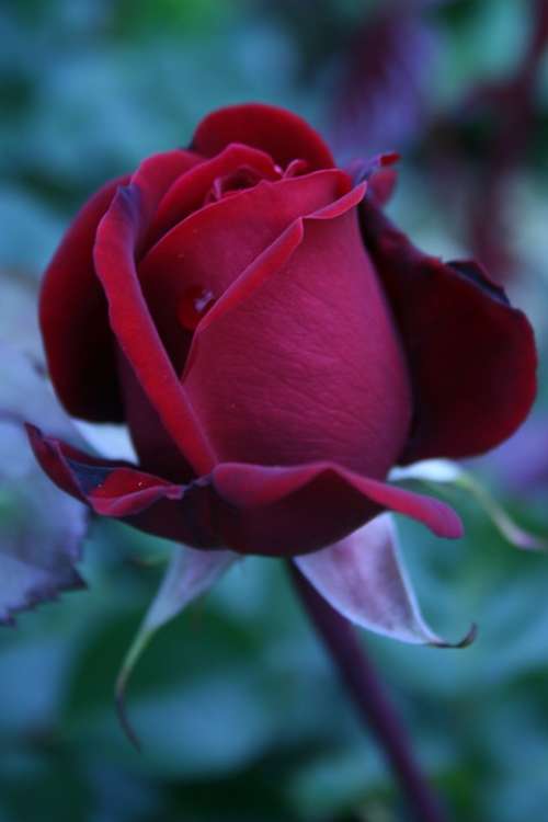 Rose Red Love Plant Flower Blossom Bloom Bloom