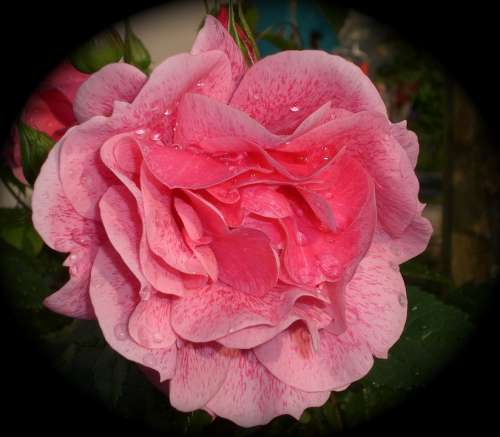 Rose Rose Bloom Beauty Romantic Pink Flora Garden
