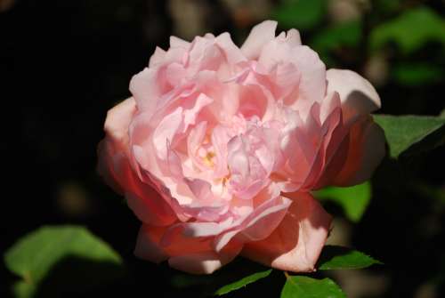 Rose Pink Flower Beautiful Fragrance