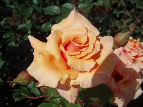 Rose Blossom Bloom Rose Bloom Beauty Romantic