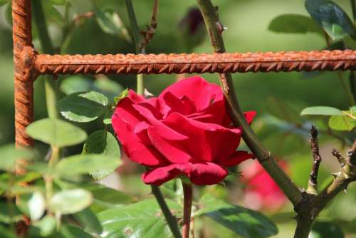 Rose Blossom Bloom Red Rust Climbing Rose