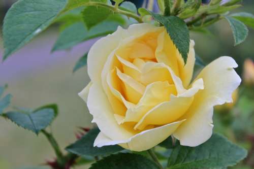 Rose Yellow Summer Beautiful Tender Gift Symbol
