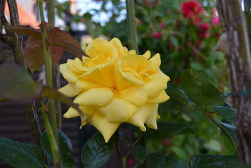 Rose Yellow Flower Garden Blossom Bloom Nature