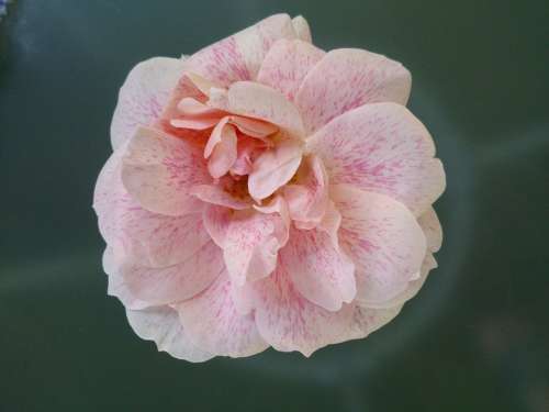 Rose Garden Rose Bloom Fragrance