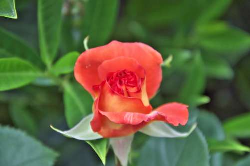 Rose Red Flower
