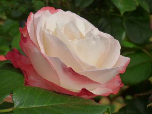 Rose Plant Flower Blossom Bloom Nature Romantic