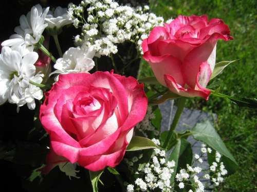 Rose Flower Red Romantic Race