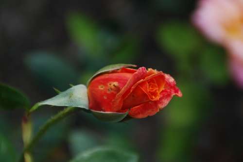 Rose Bud Rose Blooms Spring Garden Garden Plants