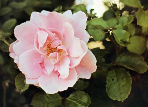 Rose Blossom Bloom Color Dusky Pink Romantic