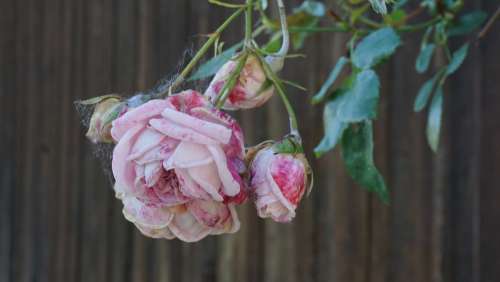 Rose Transience Plant Flower Faded