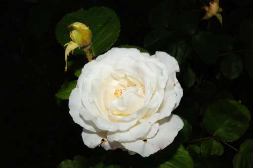 Rose Blossom Bloom White Fragrant Beauty