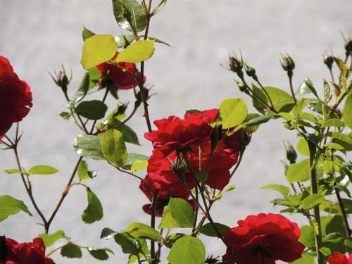 Rose Flowers Flower Red Close Up