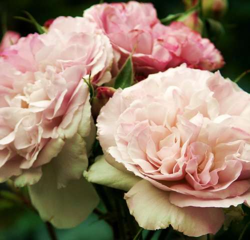 Rose Rose Bloom Fragrance Beauty Flower Love
